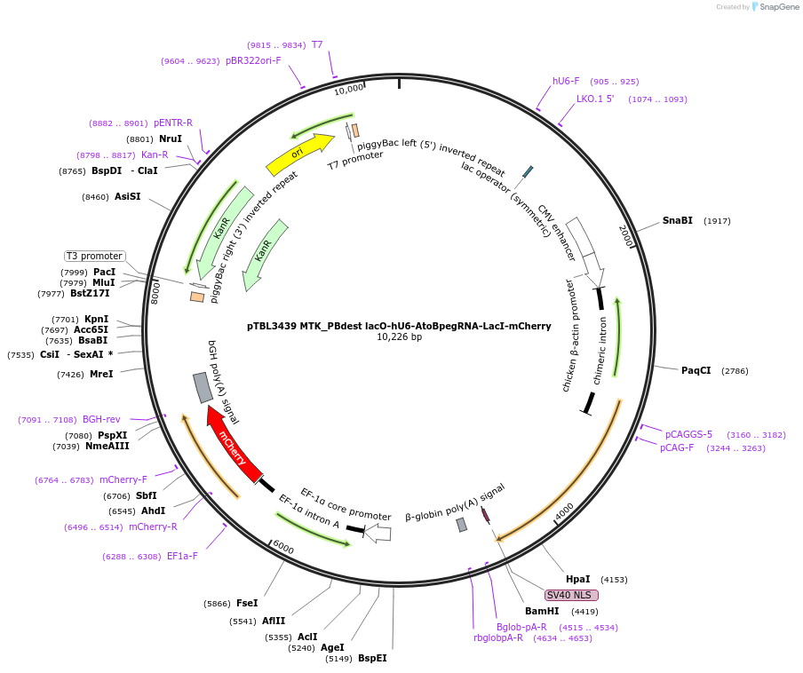 254861-plasmid-map-sequence-id-512989