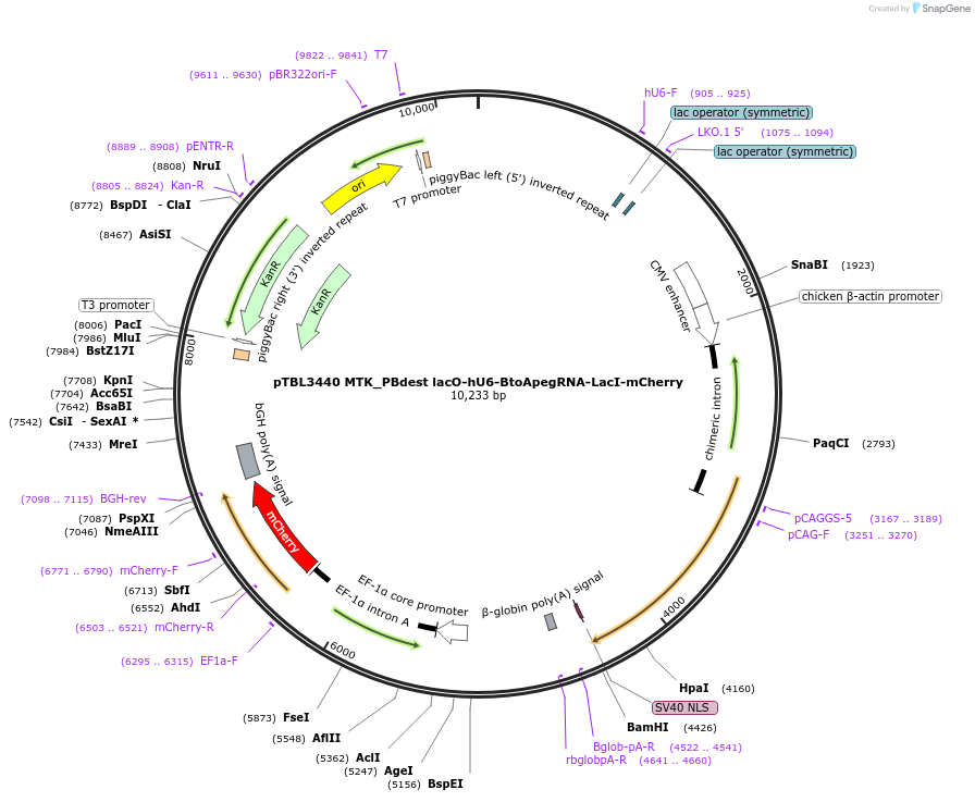 254862-plasmid-map-sequence-id-512990