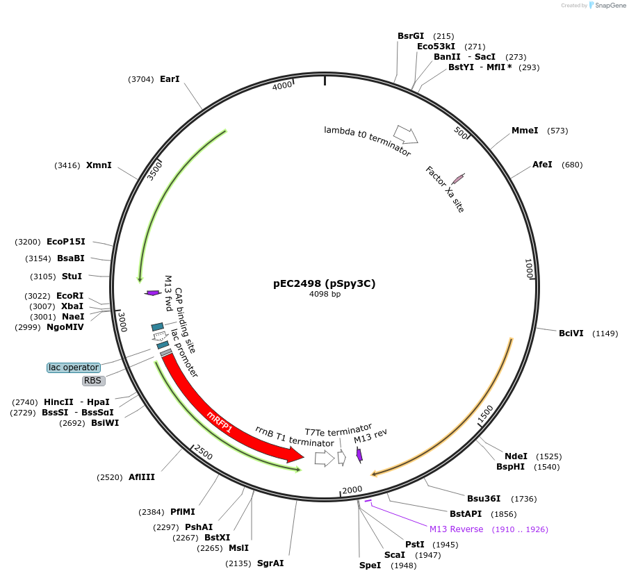 220253-plasmid-map-sequence-id-513014