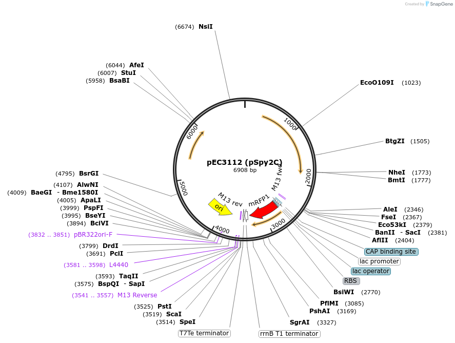 220251-plasmid-map-sequence-id-513017