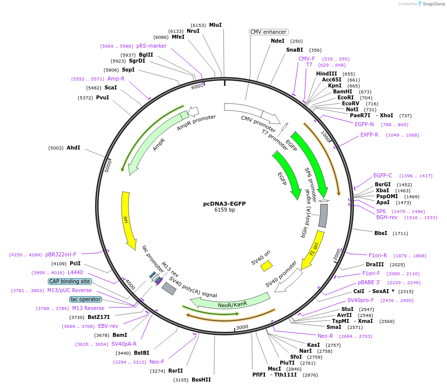 13031-plasmid-map-sequence-id-513020