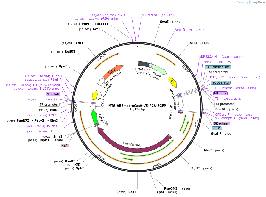 251965-plasmid-map-sequence-id-513025