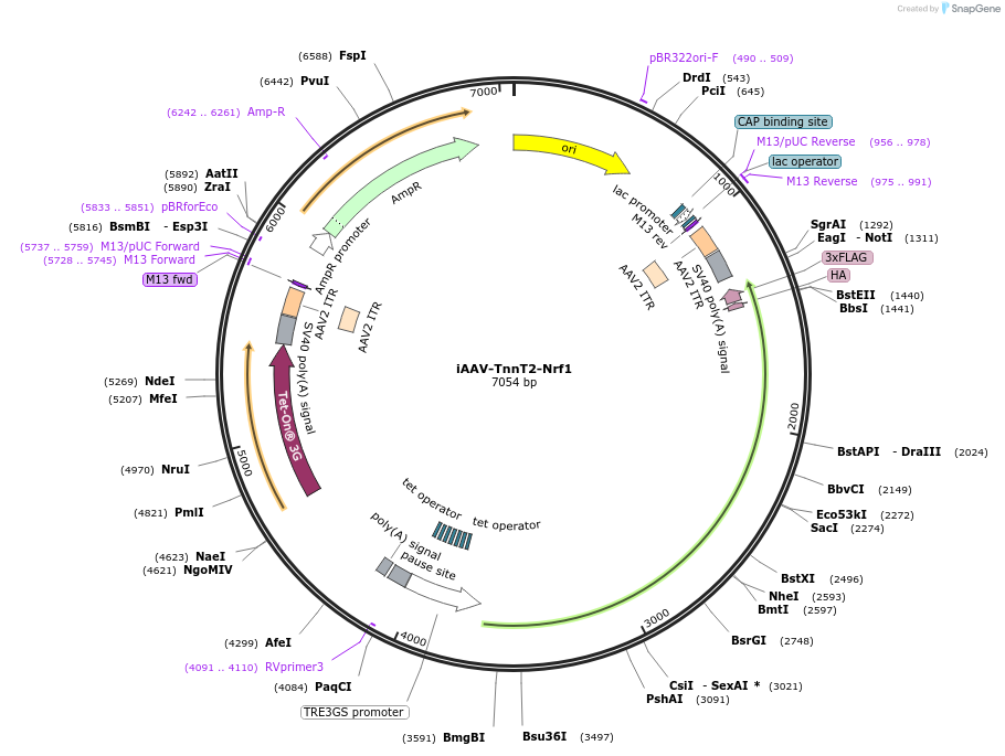 254459-plasmid-map-sequence-id-513027