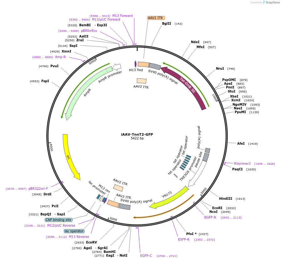 254458-plasmid-map-sequence-id-513029