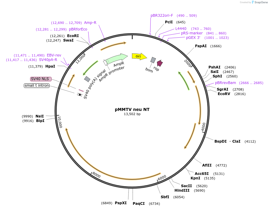 1823-plasmid-map-sequence-id-513034