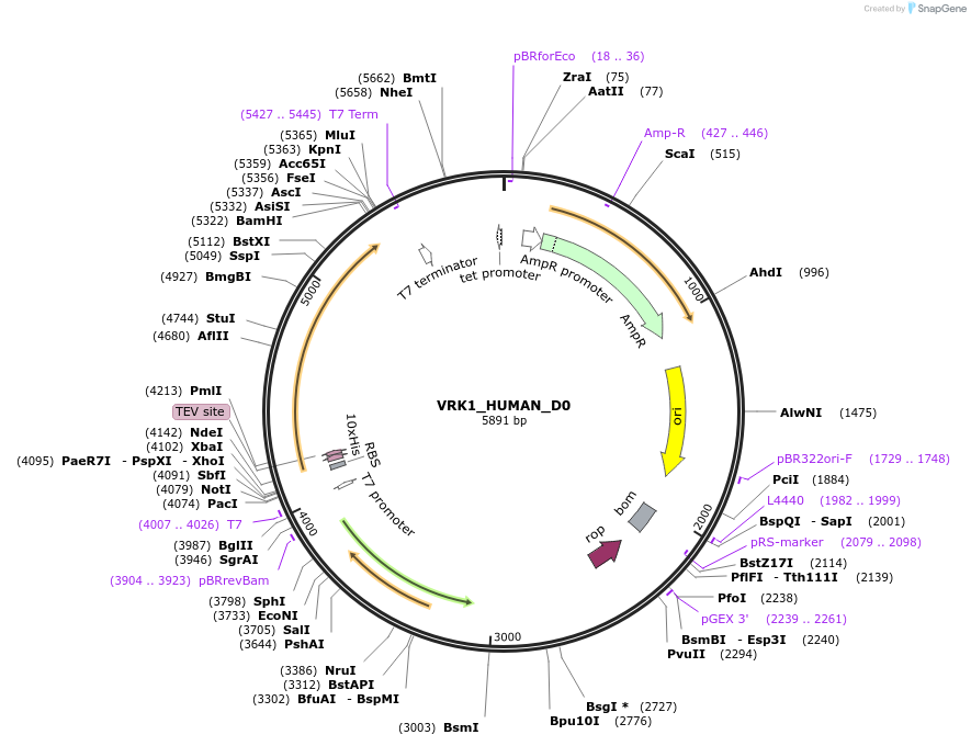 79684-plasmid-map-sequence-id-513103