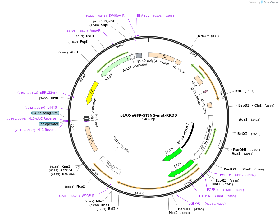 257889-plasmid-map-sequence-id-513105