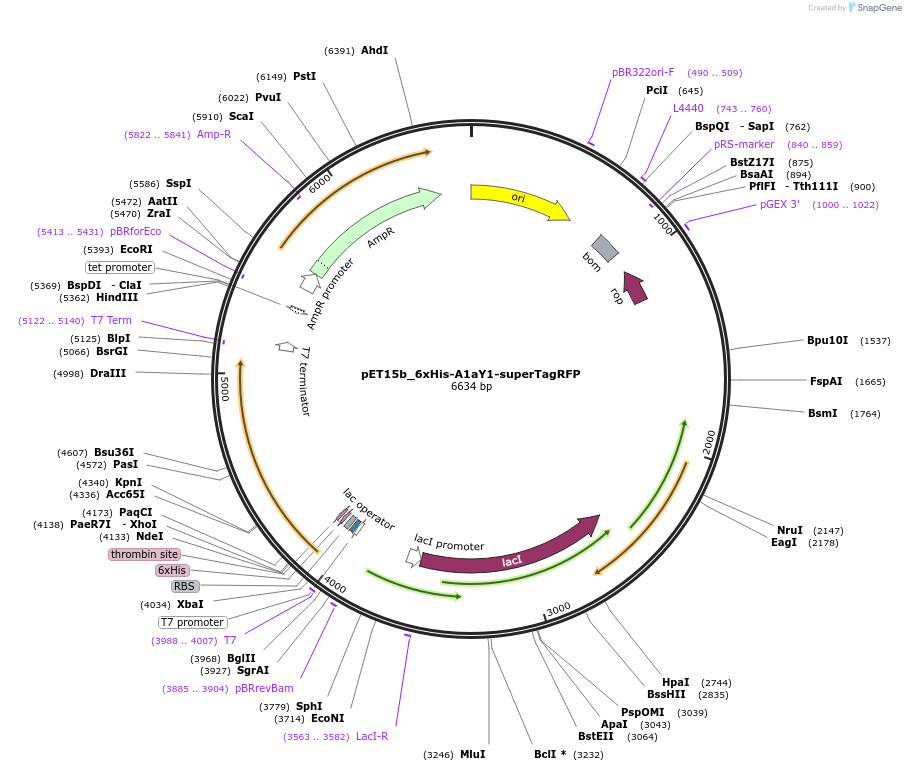 255802-plasmid-map-sequence-id-513112