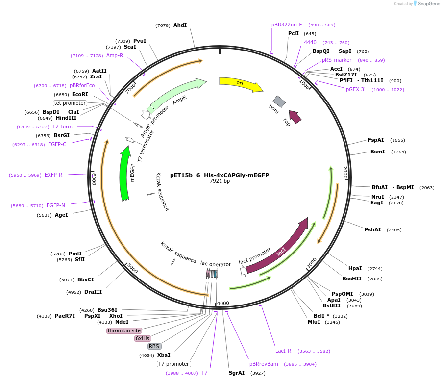 255803-plasmid-map-sequence-id-513113