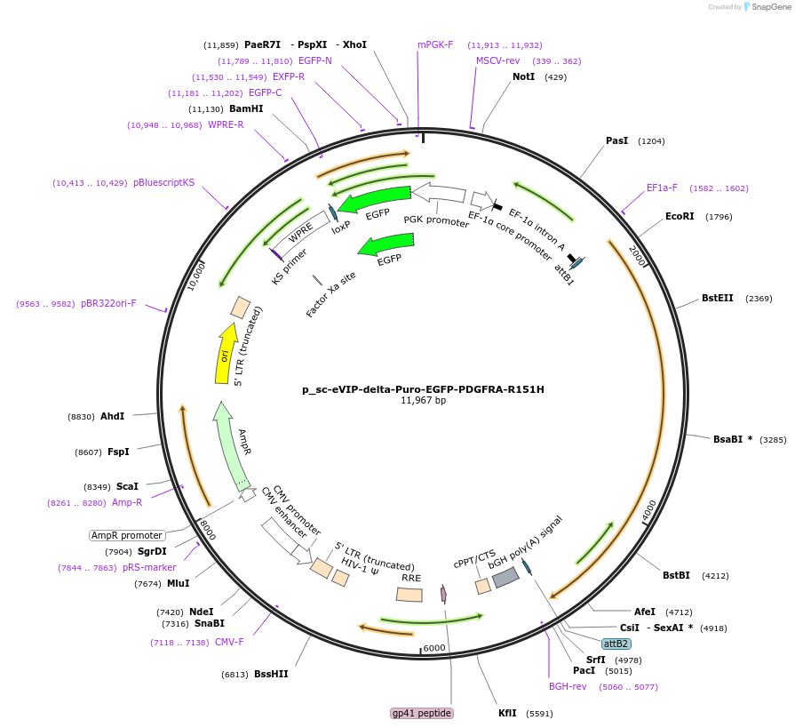 249475-plasmid-map-sequence-id-513115
