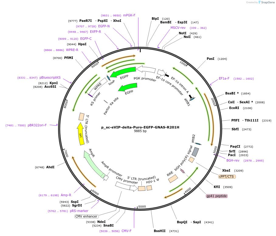 249457-plasmid-map-sequence-id-513117
