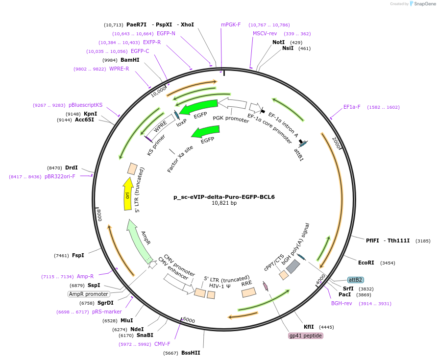 249444-plasmid-map-sequence-id-513118