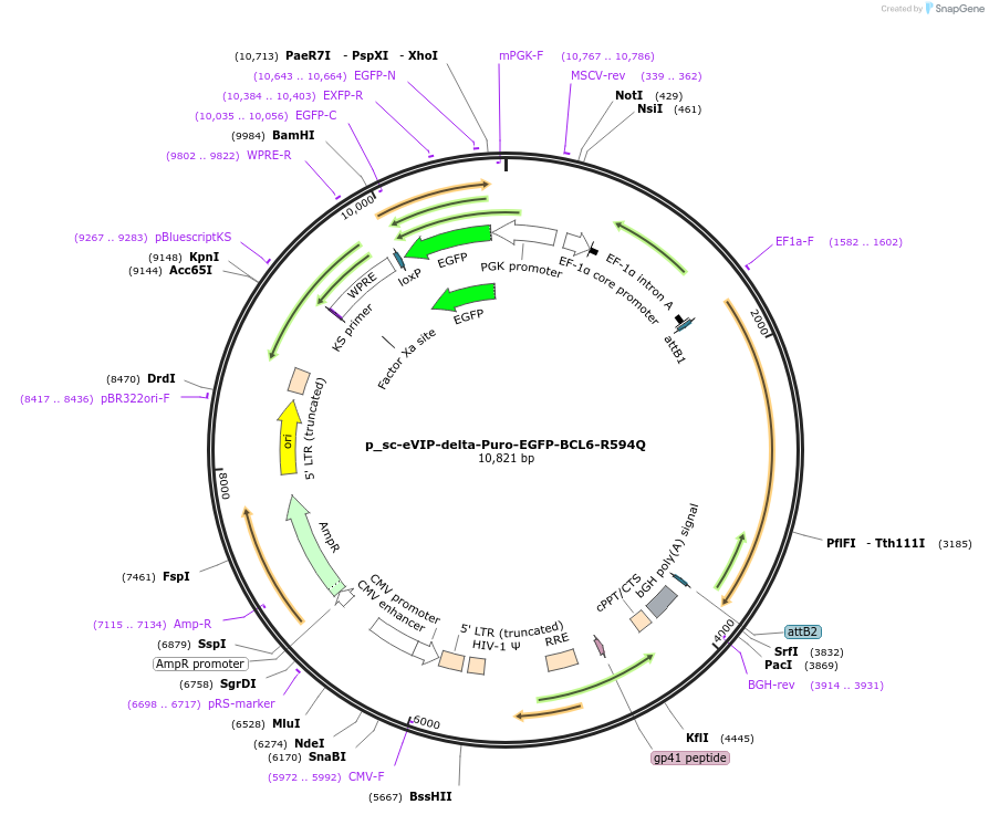 249445-plasmid-map-sequence-id-513119