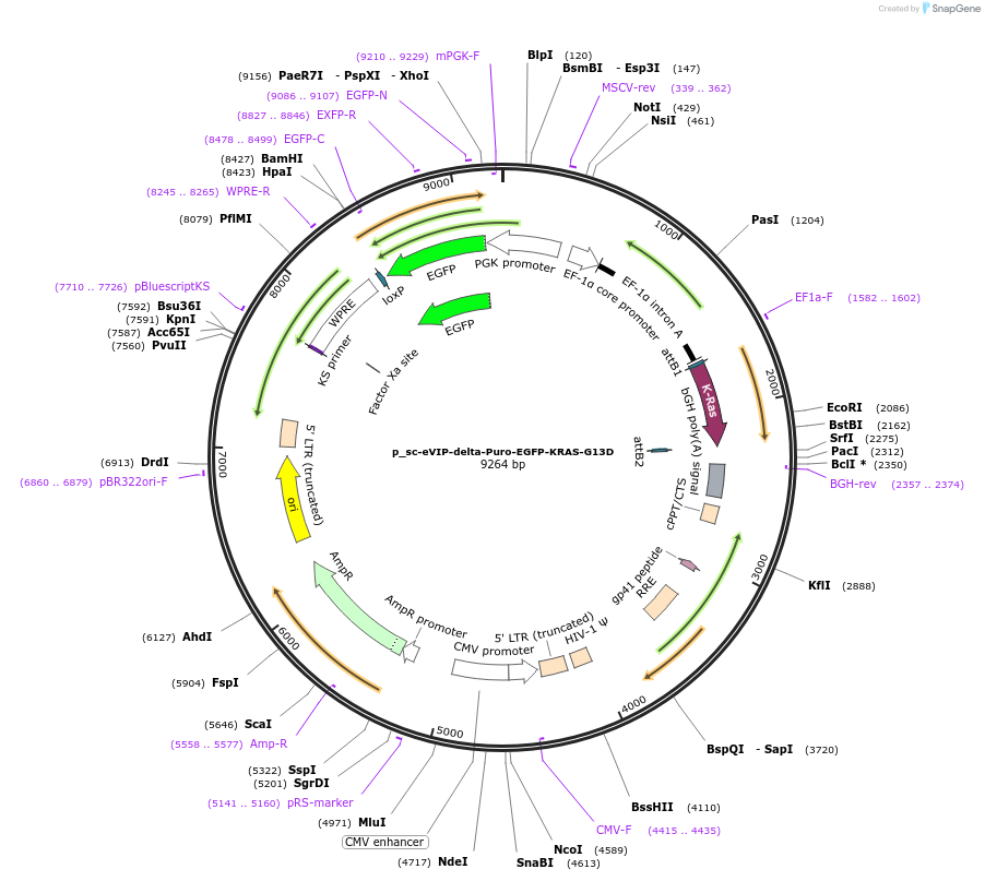 249462-plasmid-map-sequence-id-513121