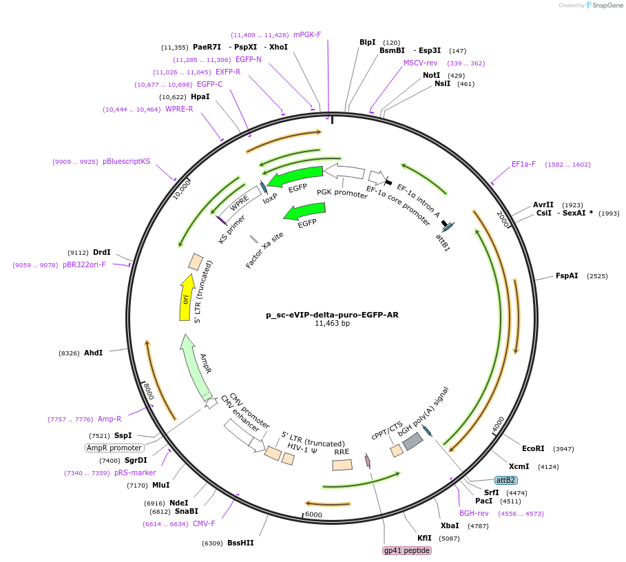 249442-plasmid-map-sequence-id-513124