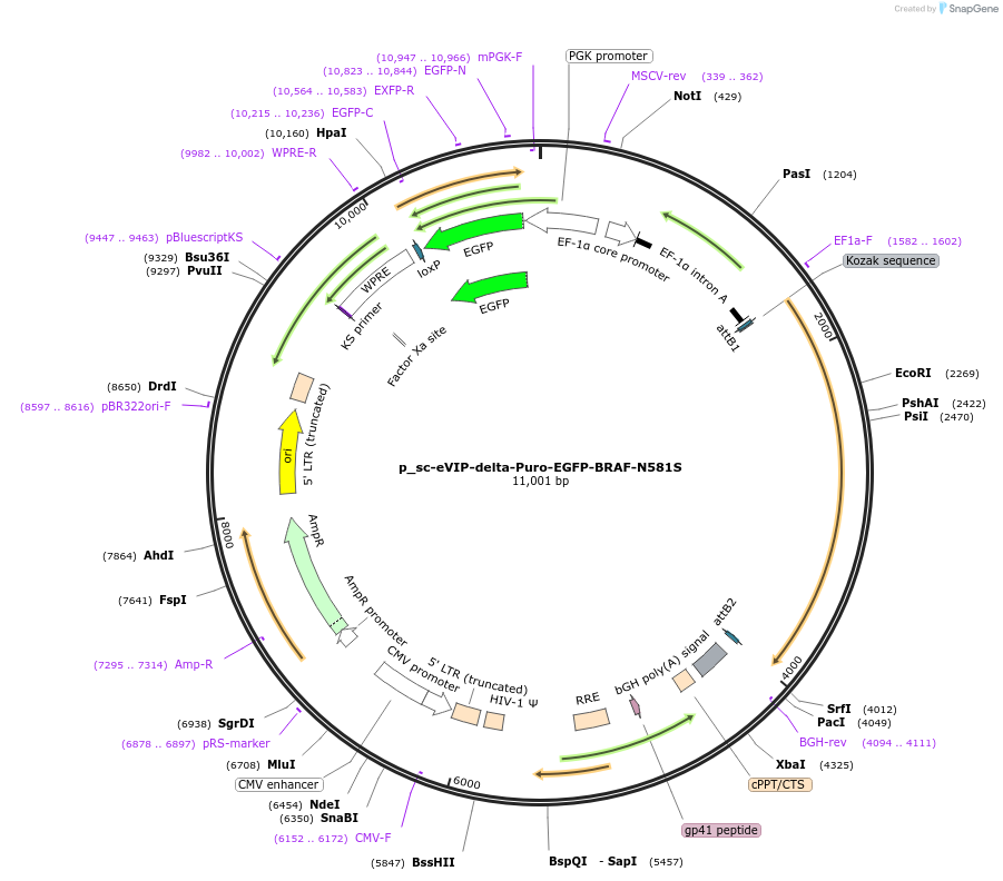 249447-plasmid-map-sequence-id-513126