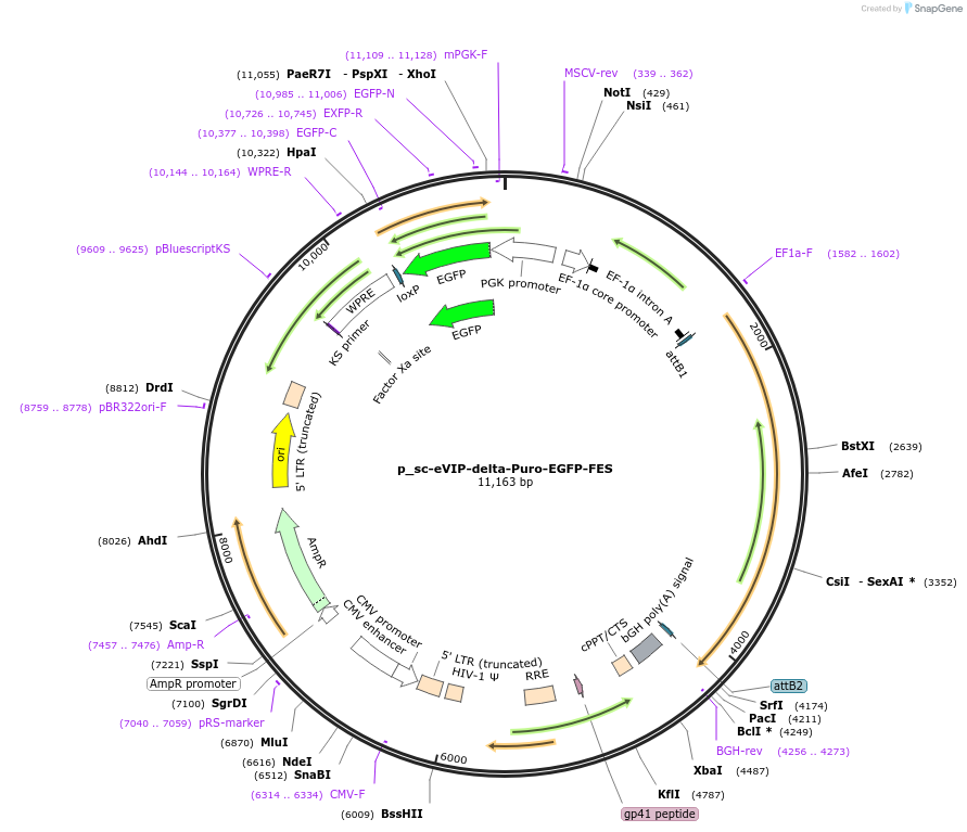 249454-plasmid-map-sequence-id-513131