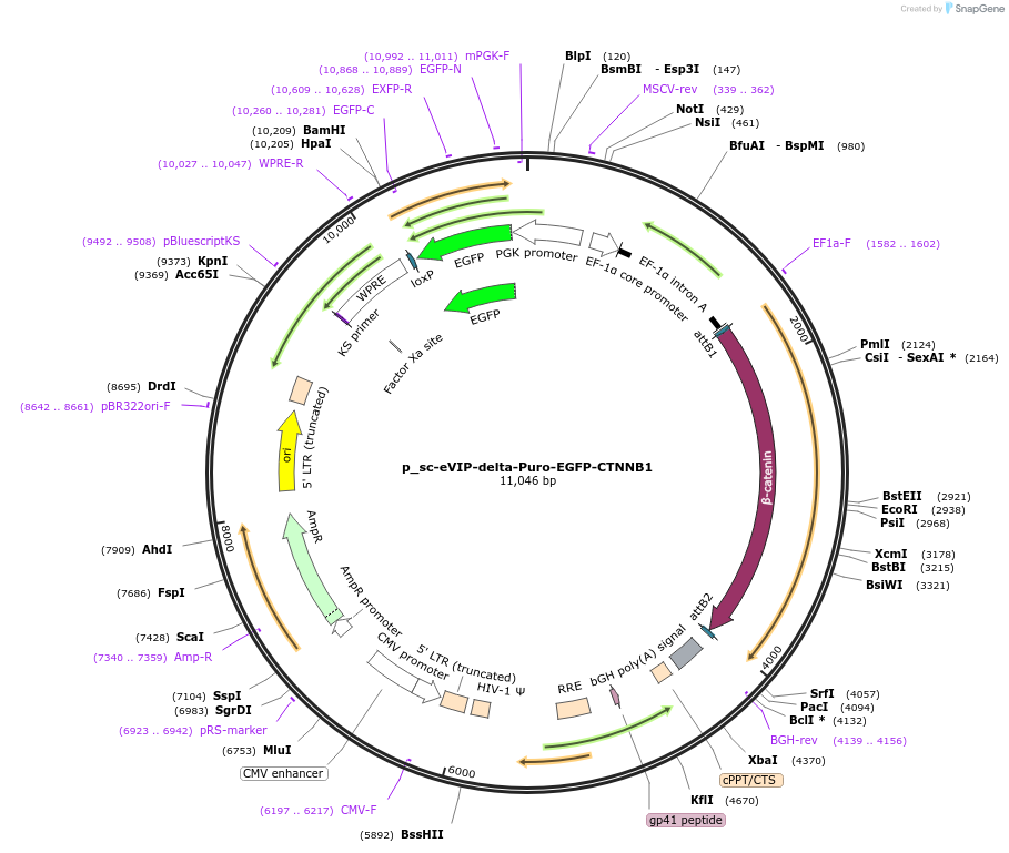 249451-plasmid-map-sequence-id-513133
