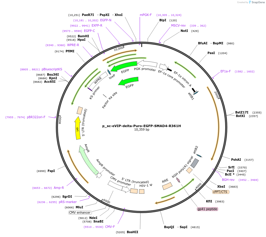 249484-plasmid-map-sequence-id-513137