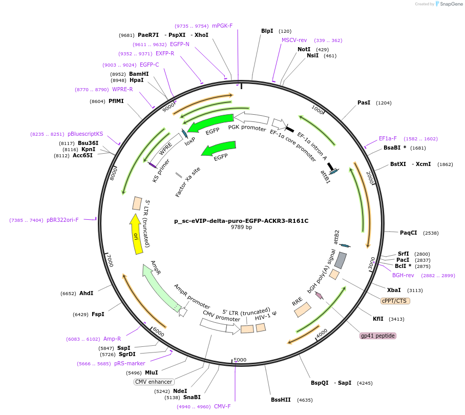 249439-plasmid-map-sequence-id-513138