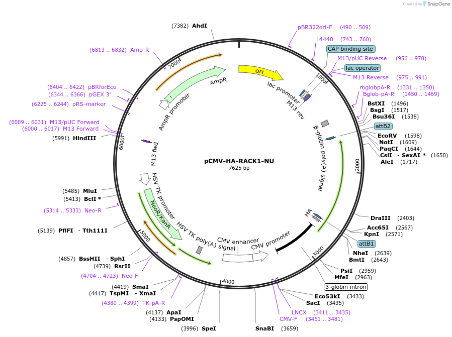 255448-plasmid-map-sequence-id-513140