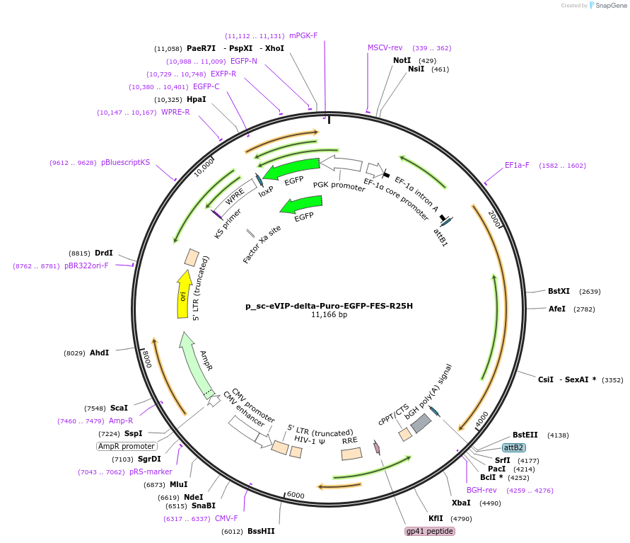 249455-plasmid-map-sequence-id-513141