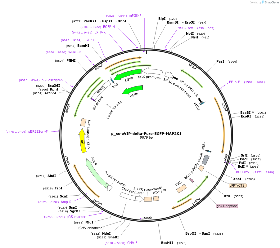 249464-plasmid-map-sequence-id-513142