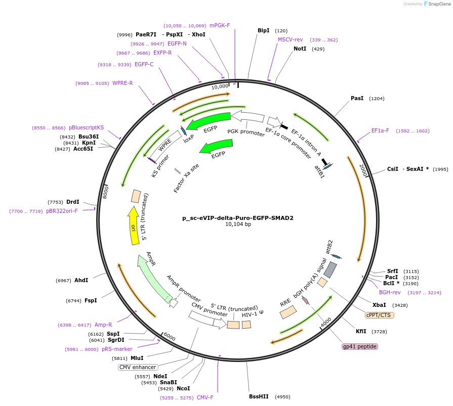 249481-plasmid-map-sequence-id-513146
