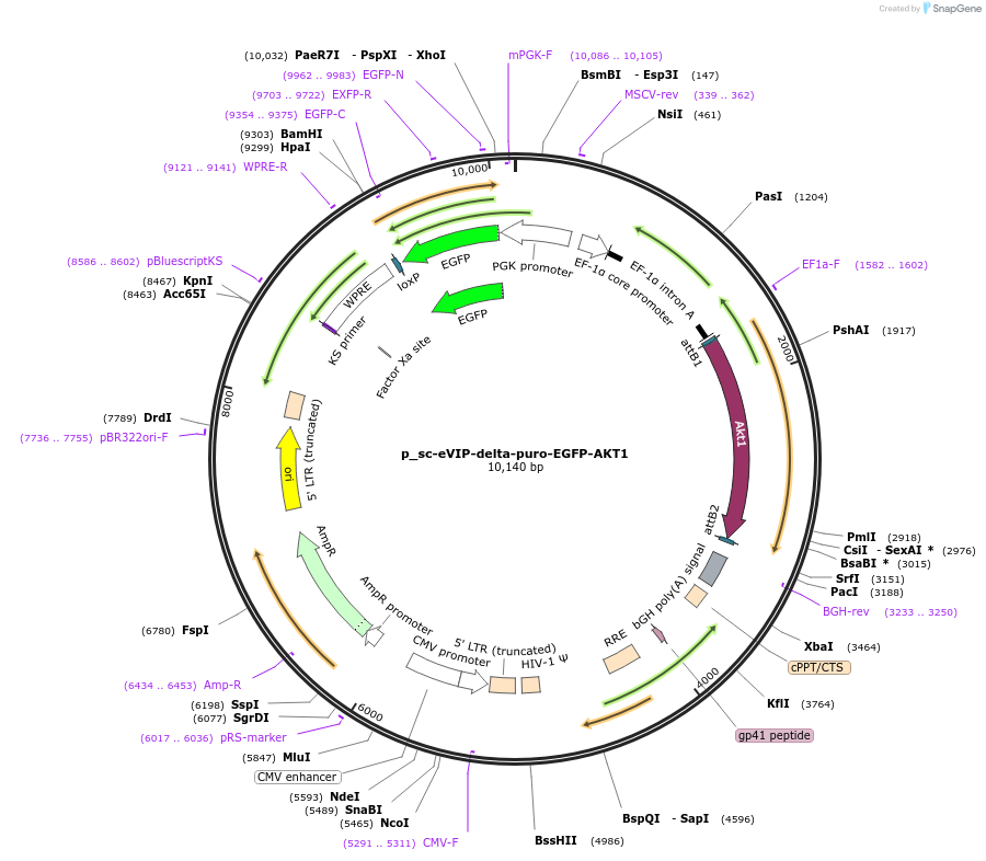 249440-plasmid-map-sequence-id-513147