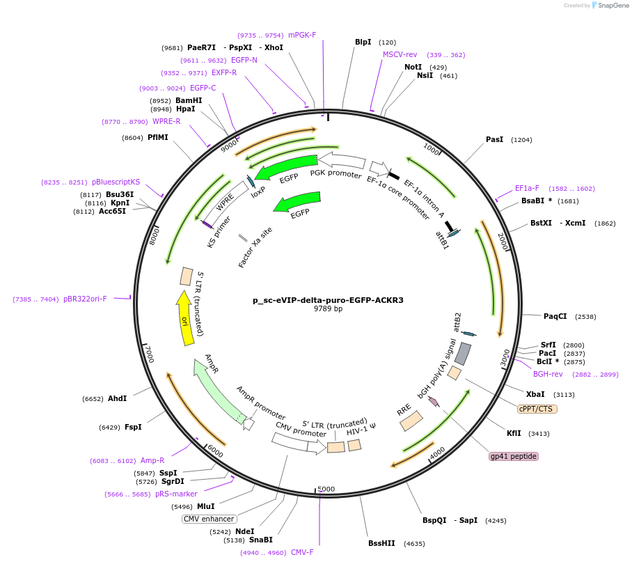 249438-plasmid-map-sequence-id-513148