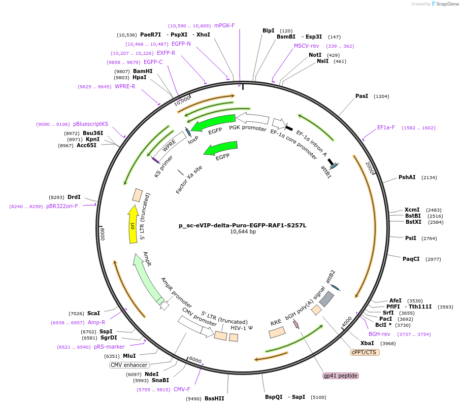 249480-plasmid-map-sequence-id-513149