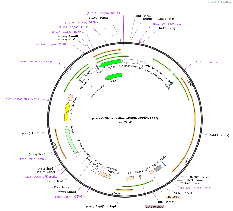 249468-plasmid-map-sequence-id-513151