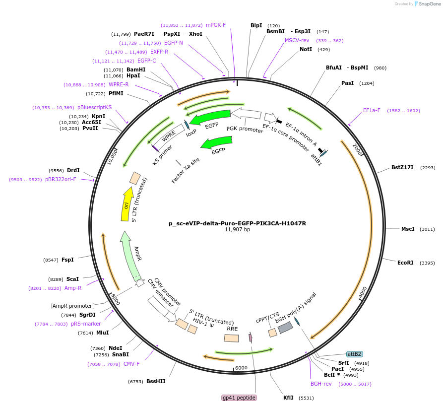 249478-plasmid-map-sequence-id-513153
