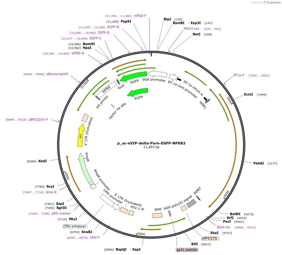 249467-plasmid-map-sequence-id-513155