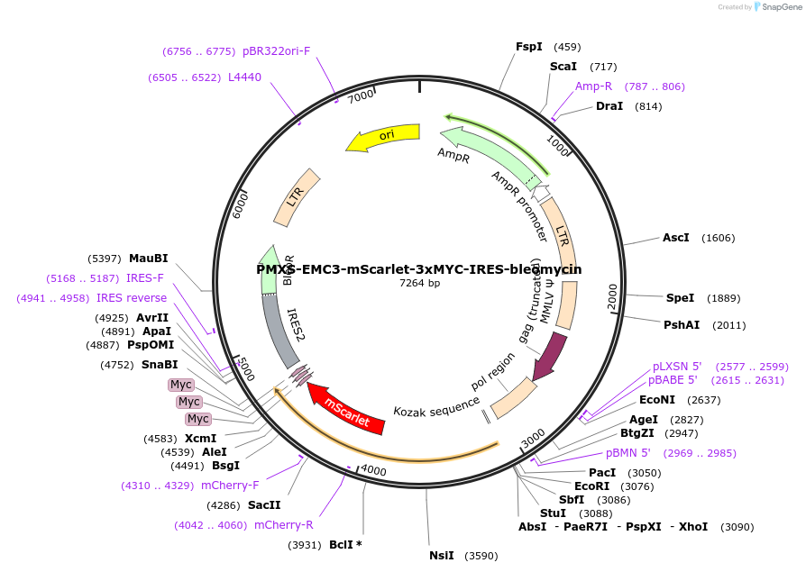 255988-plasmid-map-sequence-id-513157