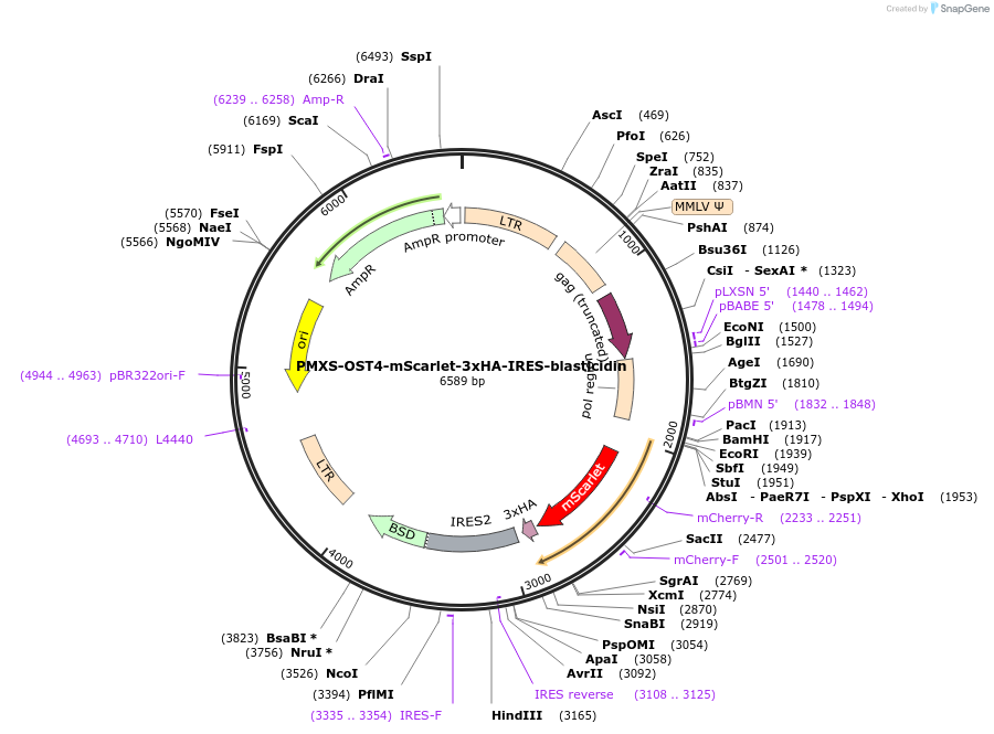 255991-plasmid-map-sequence-id-513158