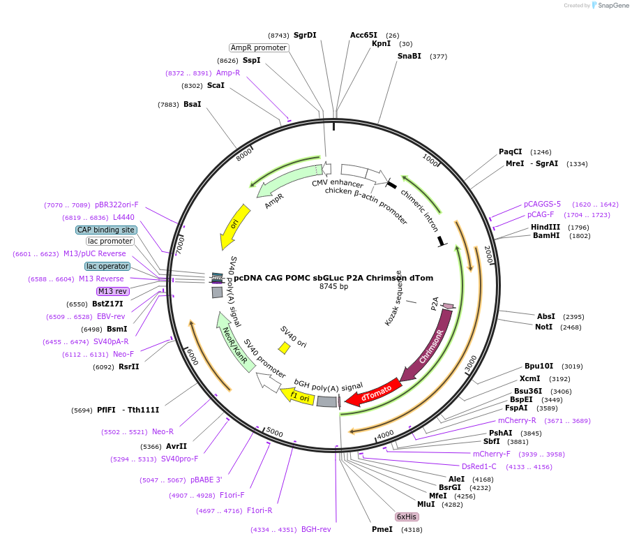 256449-plasmid-map-sequence-id-513159