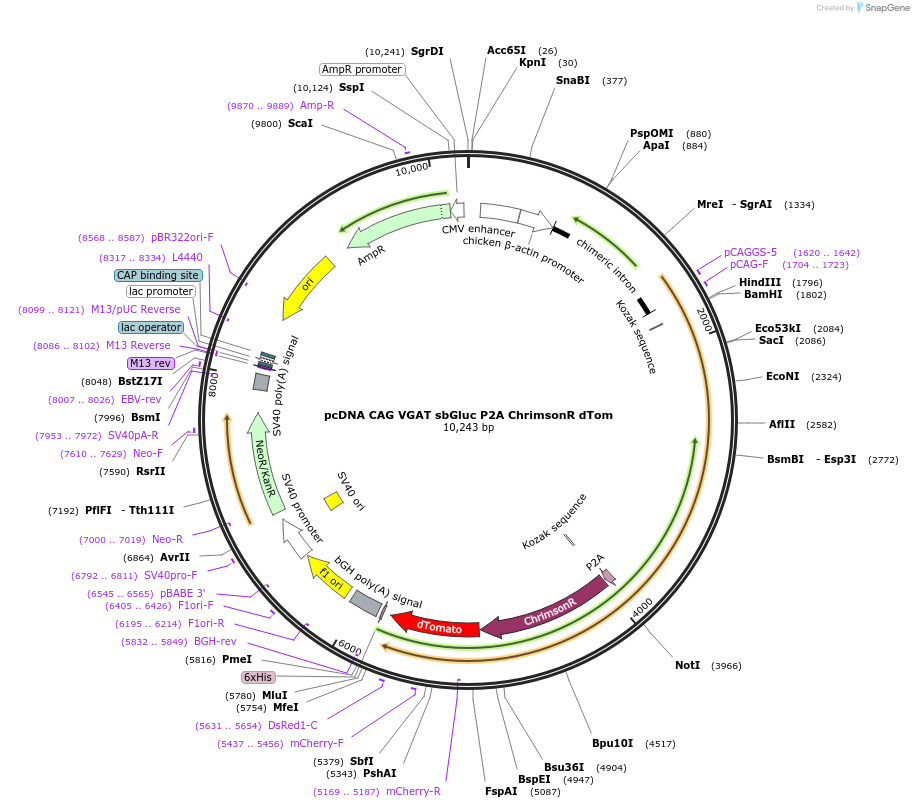256451-plasmid-map-sequence-id-513160