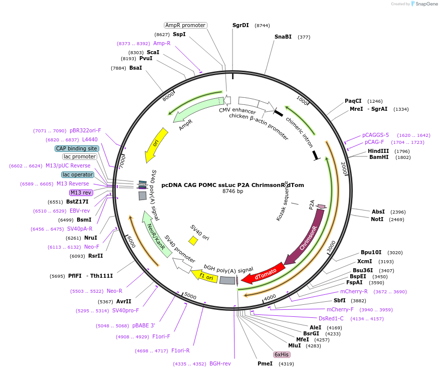 256454-plasmid-map-sequence-id-513161