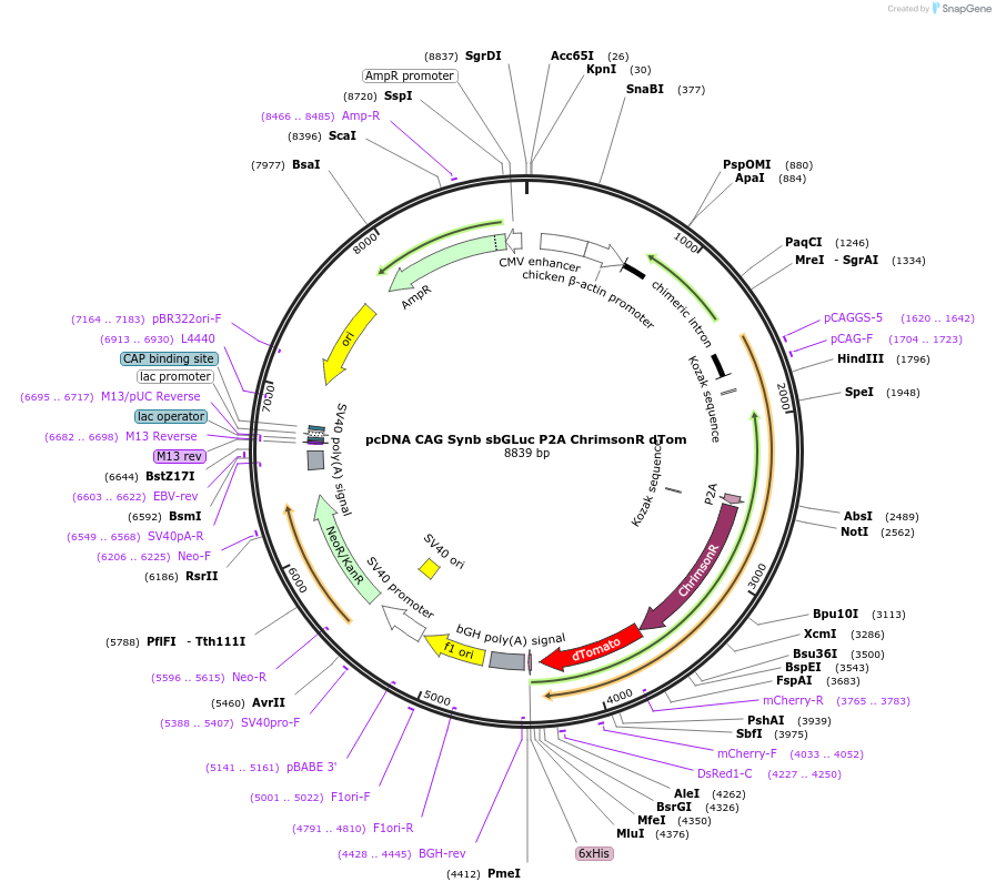 256450-plasmid-map-sequence-id-513173