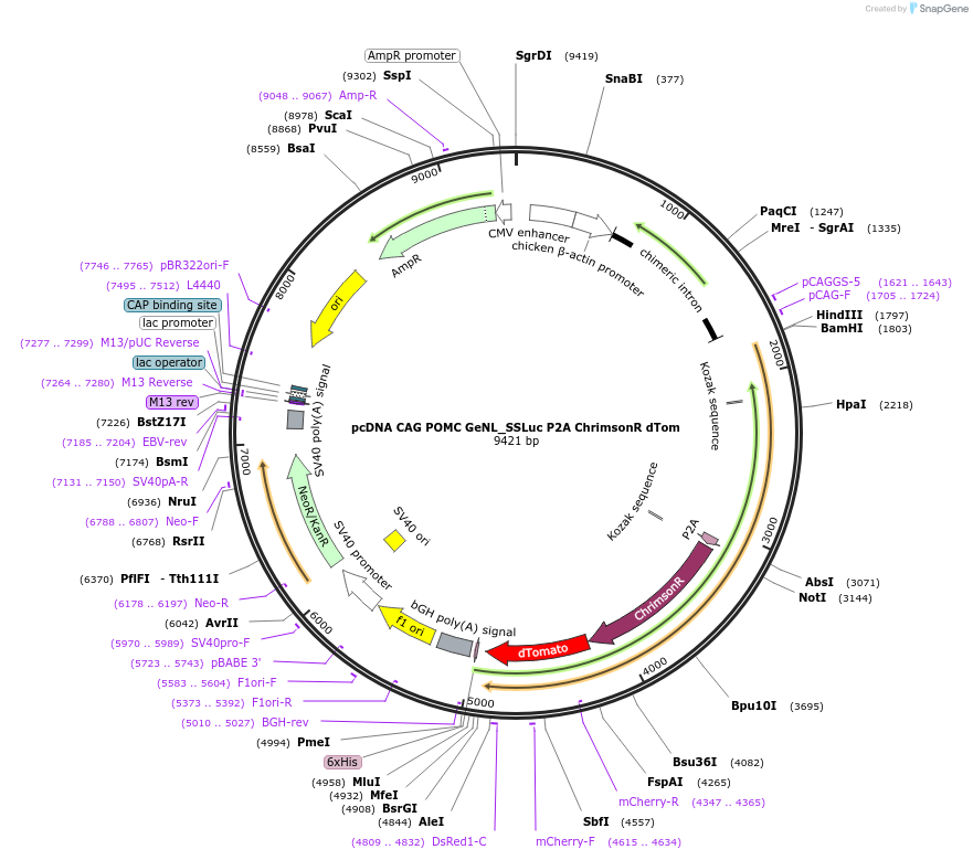 256453-plasmid-map-sequence-id-513174