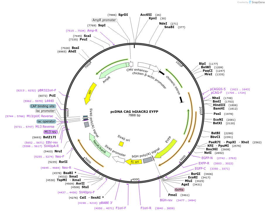 256465-plasmid-map-sequence-id-513176