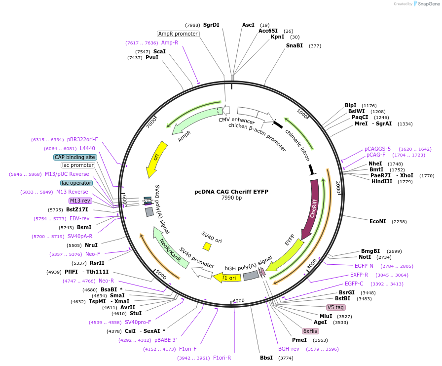 256467-plasmid-map-sequence-id-513177