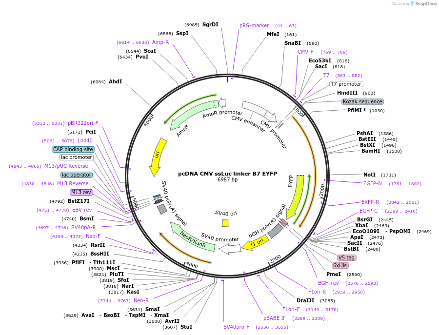 256460-plasmid-map-sequence-id-513178