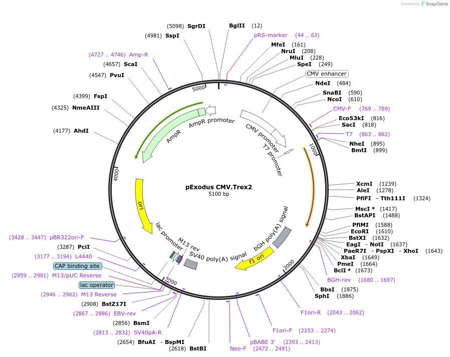 40210-plasmid-map-sequence-id-51318