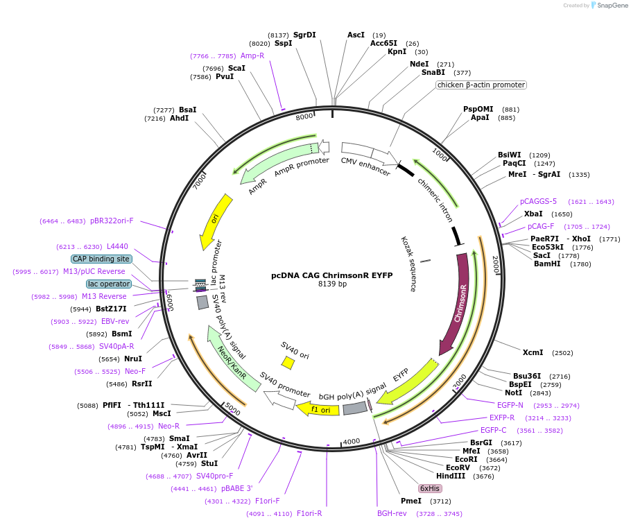 256462-plasmid-map-sequence-id-513181