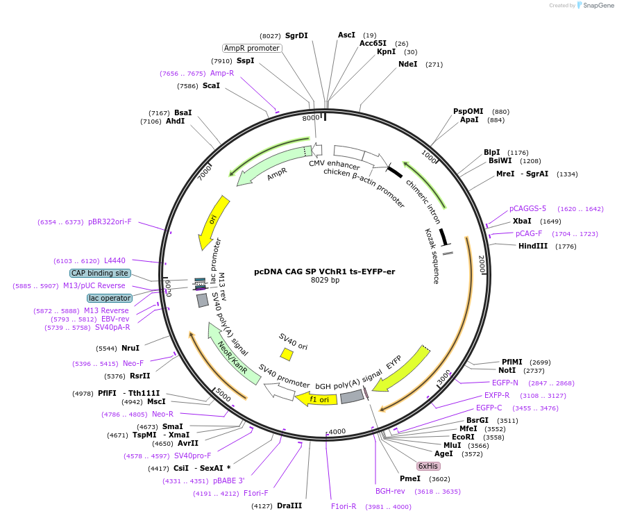 256469-plasmid-map-sequence-id-513182