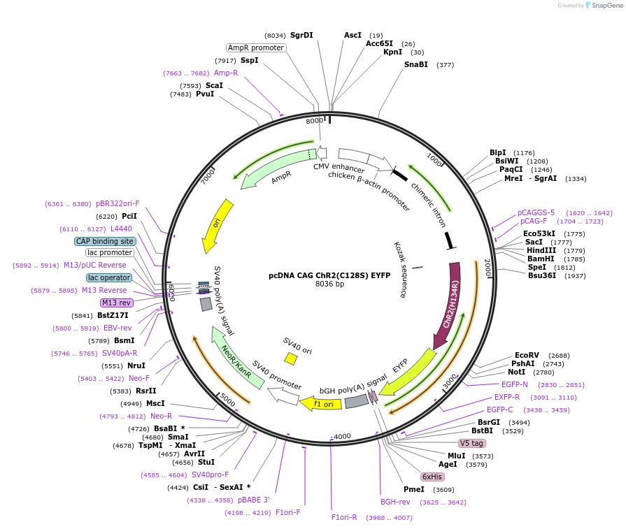 256466-plasmid-map-sequence-id-513183