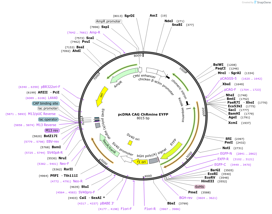256468-plasmid-map-sequence-id-513185