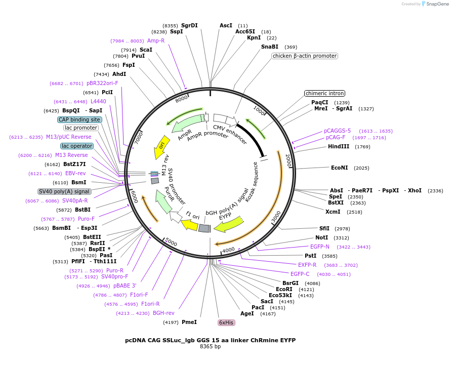 256470-plasmid-map-sequence-id-513201